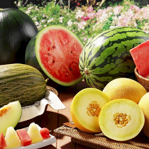 Melon crops